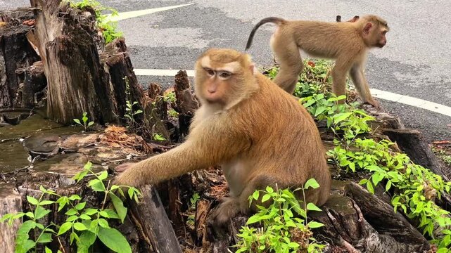 Two pig-tailed macaques perch on a large, old, rotten tree stump by the roadside, searching for food in the decaying wood. This is the natural foraging behavior of wild primates in their natural habit