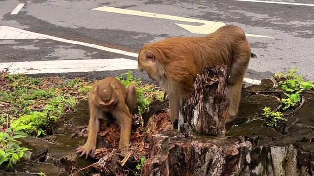 Two pig-tailed macaques sit on a large rotten tree stump by the road. One angrily tears at the old wood and glances at the other, who calmly observes the scene.