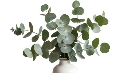 Green eucalyptus branches with round leaves in a white vase, isolated on transparent background © Luca