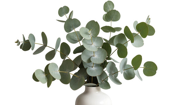 Green eucalyptus branches with round leaves in a white vase, isolated on transparent background