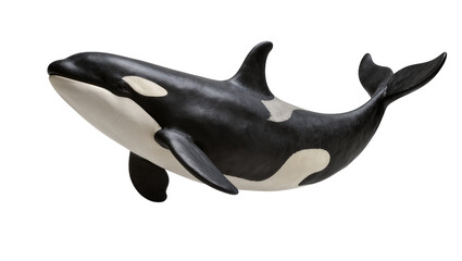 Orca whale with black and white markings, isolated on transparent background © Luca