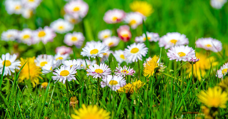 Fototapeta premium White daisies blooming on grass background 