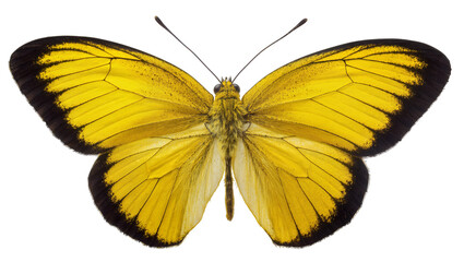 Bright yellow butterfly with black wing edges, isolated on transparent background © Luca