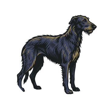 Hand-drawn illustration of a dark, long-haired sighthound standing alertly