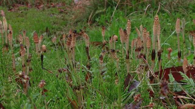 Close up of field horsetail shoots wet with water droplets in the light rain, Tsukushi, early spring, 4K
