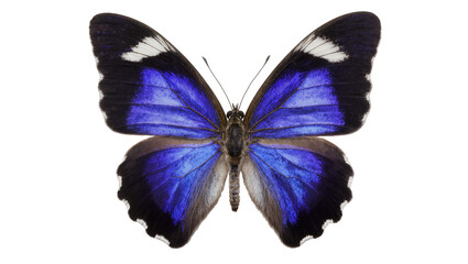 Vibrant blue and black butterfly with white markings, isolated on transparent background © Luca