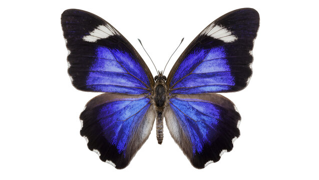 Vibrant blue and black butterfly with white markings, isolated on transparent background