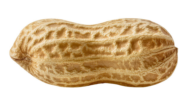 Single whole peanut in shell with textured brown skin, isolated on transparent background