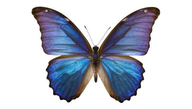 Vibrant blue and purple morpho butterfly with intricate wing patterns, isolated on transparent background