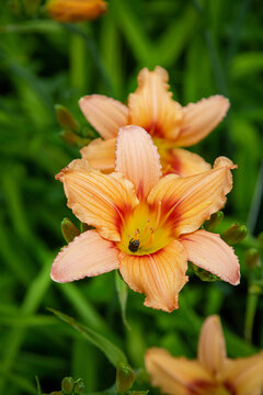 Lily Star melody on a clear sunny day. Flora domestic indoor plants and flowers.