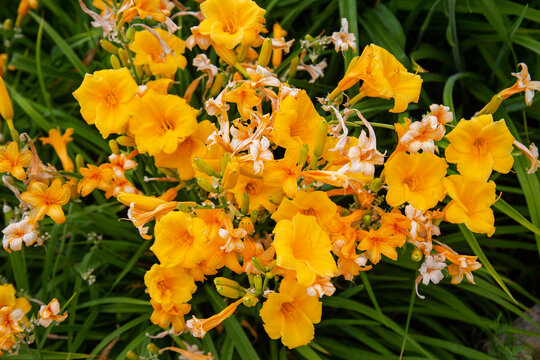 Stella De Oro lily on a clear sunny day. Flora domestic indoor plants and flowers.