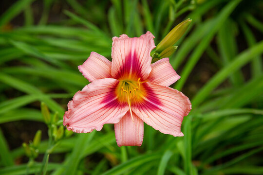 Cyok lily on a clear sunny day. Flora domestic indoor plants and flowers.