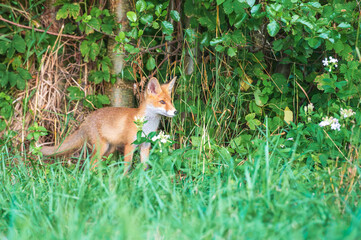 Fototapeta premium Ein kleiner Rotfuchs steht am Rand eines Gebüsches