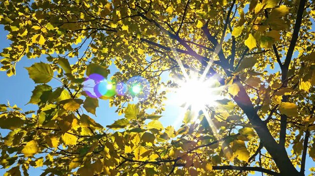 Sunlight through yellow autumn leaves against blue sky
