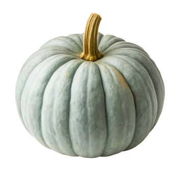 Blue grey Jarrahdale pumpkin heirloom squash for autumn harvest Thanksgiving decor and culinary recipes isolated on white background