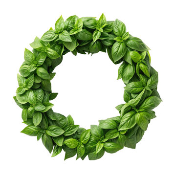Fresh basil wreath formed into a perfect circular shape for Italian restaurant logos branding and organic food packaging