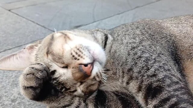 A close-up shot of a tabby cat with black and gray stripes, lying down and grooming itself with its mouth open revealing a pink tongue and a front paw raised toward its face.