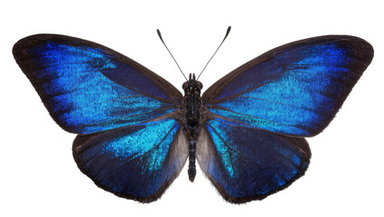 Vibrant blue morpho butterfly with iridescent wings, isolated on transparent background © Constantin