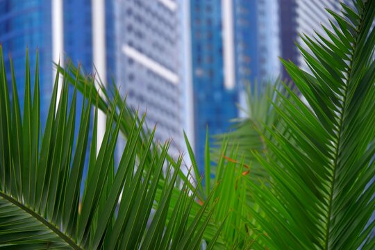 Modern eco resort skyscrapers with green palm leaves and text copy space