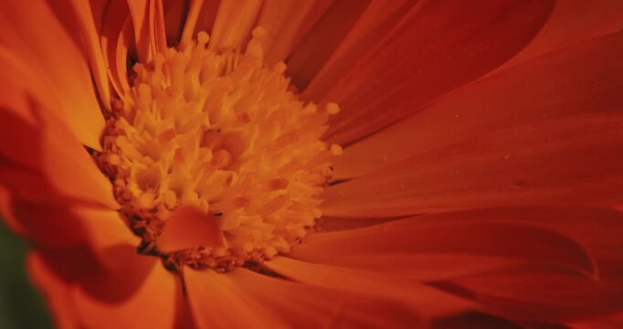 Artistic Close-Up View of Orange Flower's Inner Details