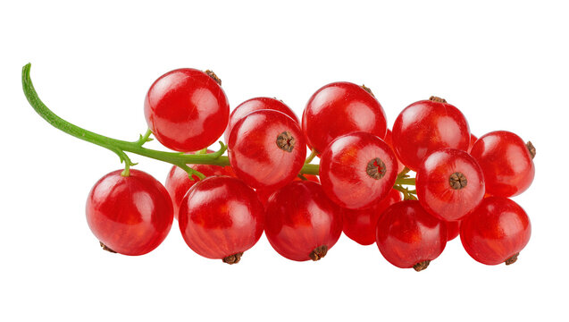 Cluster of ripe red currants on a green stem, isolated on transparent background