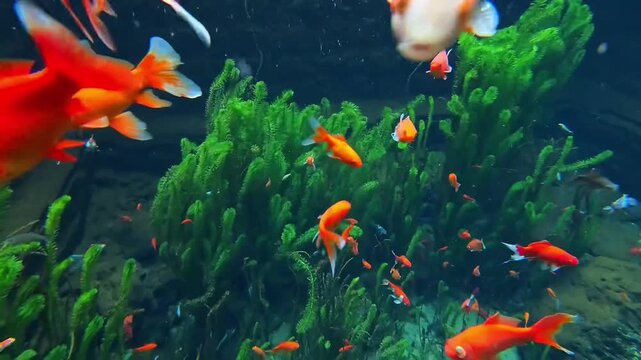 koi fish in the water fish pond stream tank lake underwater orange red fishes colourful aquarium 