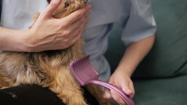 woman brushes dog fur with plastic comb for healthy shiny coat. careful dog grooming keeps small terrier looking neat. regular dog brushing prevents matting and tangles in home environment