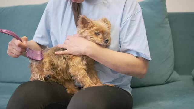 unhappy dog sits on lap while owner brushes fur with plastic comb. annoyed dog dislikes grooming process at home. reluctant dog tolerates brushing for hygiene care and good health
