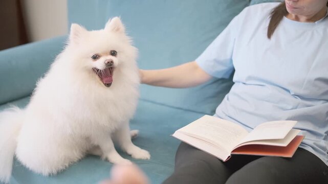 woman reads book and pets dog on sofa while pomeranian demands attention. needy dog interrupts reading for affection and interaction. demanding dog seeks owner focus during quiet home leisure time