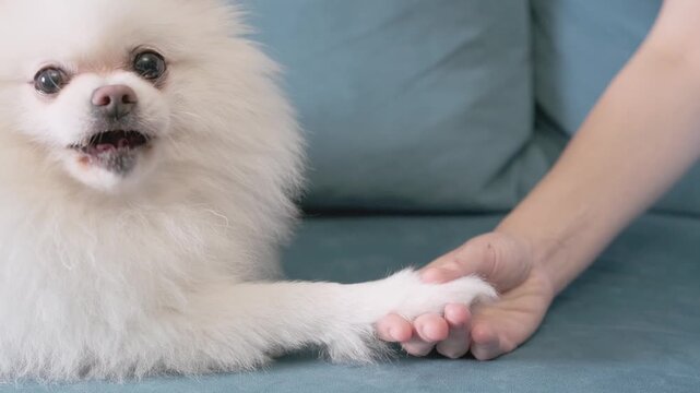 happy dog gives paw to owner for relaxation and stress relief at home. calm dog provides mental health support through gentle paw holding. therapeutic dog interaction