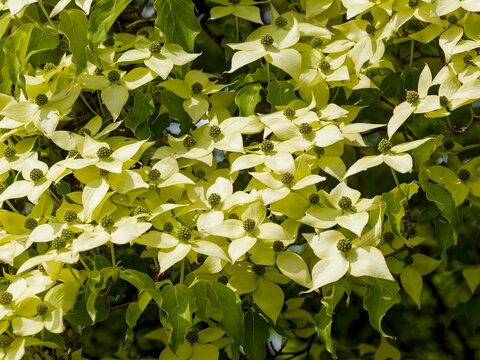 Cornus kousa - Japanese dogwood tree. Profusion of clusters of creamy-white bracts under inconspicuous yellow-green flowers above medium-green, ovate and acuminate foliage with undulate margin
