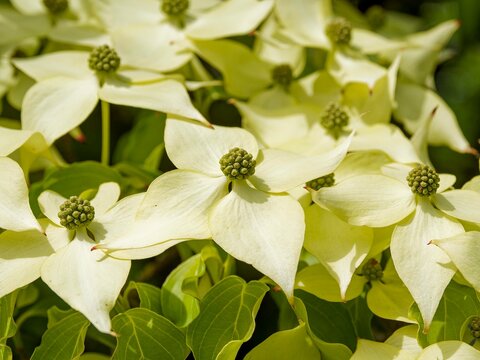 (Cornus kousa) Japanese dogwood tree producing clusters of flowers surrounded by large, petal-like white bracts rest on glossy, dark green, oval leaves.