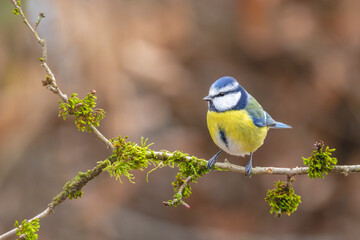 Mésange ( IA bruit ) © Thierry