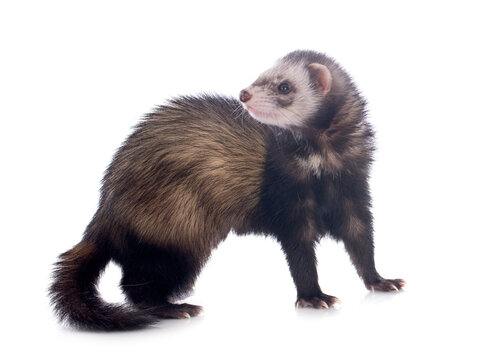 brown ferret