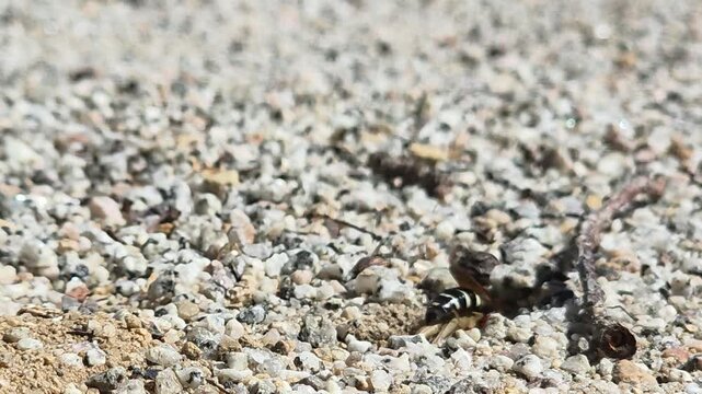Macro shot of a Sand Wasp (Stizus pulcherrimus) dragging a paralyzed katydid prey into its underground nest burrow, 4K UHD

