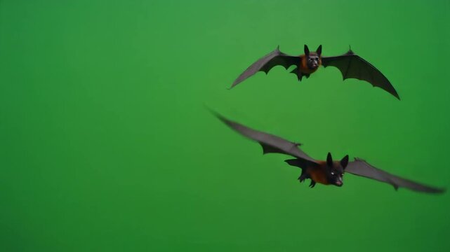 An animation of multiple bats flying across the frame against a solid green background, perfect for Halloween themes and creative video overlays.