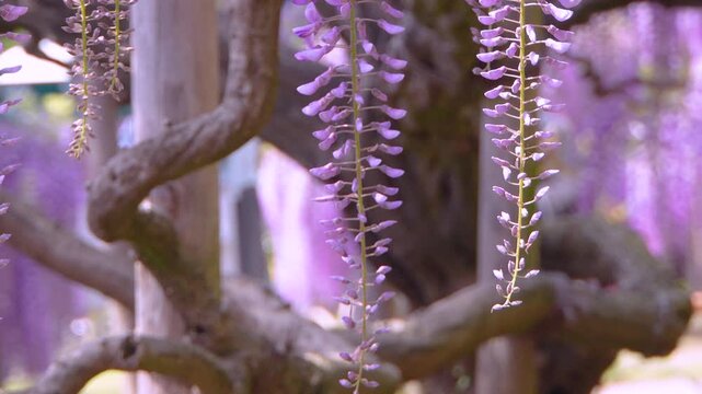 Close-up footage of violet wisteria racemes in the foreground, gently swaying in the wind.