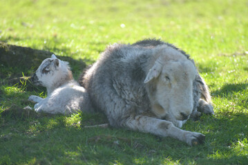 Obraz premium Sheep and lamb in the valley of Great Langdale in the Lake District
