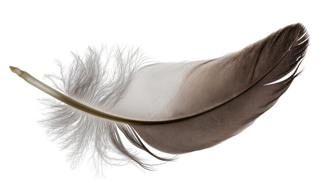 Delicate brown and white bird feather with fluffy barbs, isolated on transparent background