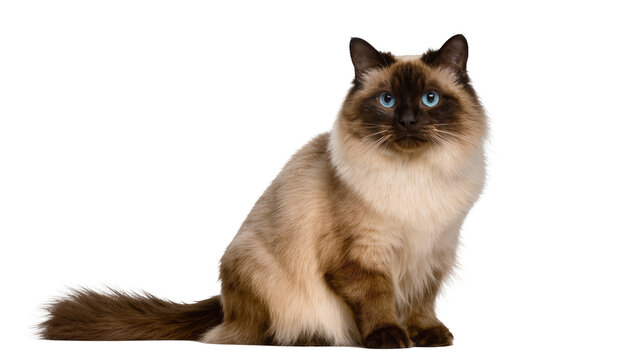 Fluffy Ragdoll cat with blue eyes, sitting elegantly isolated on transparent background