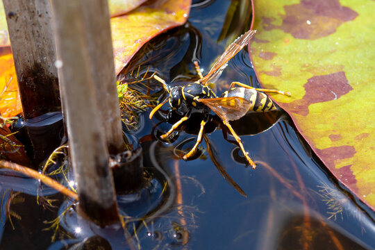 Gu&ecirc;pe commune (Vespula vulgaris) buvant de l'eau sur une feuille de n&eacute;nuphar dans un bassin