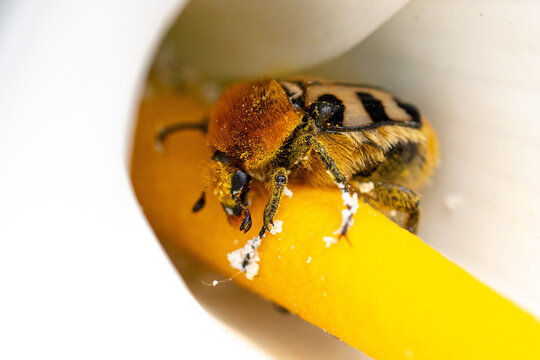 Trichie gauloise (Trichius gallicus), scarab&eacute;e poilu mim&eacute;tique d'un bourdon sur un support jaune, macro nature