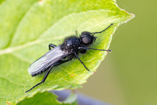 Mouche noire de la Saint-Jean pos&eacute;e sur une feuille verte, macro faune sauvage