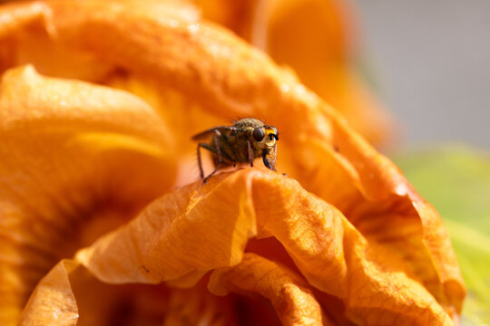 Macro photographie d'une petite mouche pos&eacute;e sur un p&eacute;tale de fleur orange fl&eacute;tri