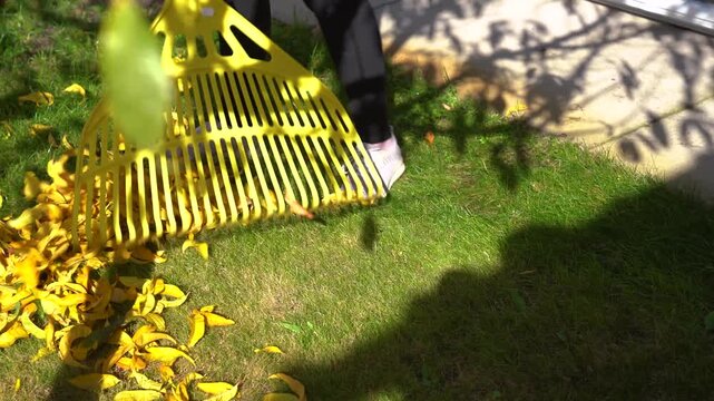 Person raking yellow fallen leaves in autumn on green grass.