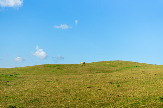 Minimalist rural landscape of a lone horse grazing ona avast green hill under a blue sky