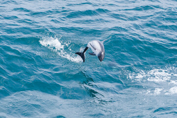Dolphins leap out of the water in the Falkland Islands, England. © Kevin