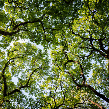 Green forest canopy