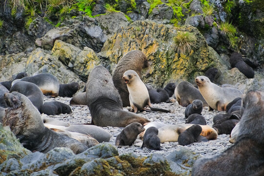 Antarctic fur seals and southern elephant seals in South Georgia, UK