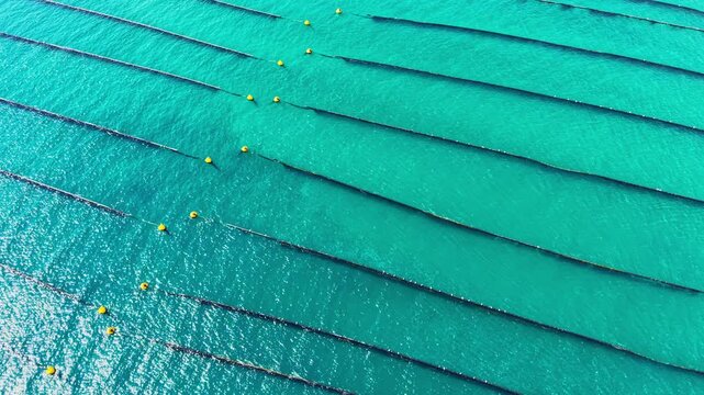 Lines are set up in the water for a mussel farm with floating buoys marking rows. The sun shines on the clear water, showing the organized farm layout.